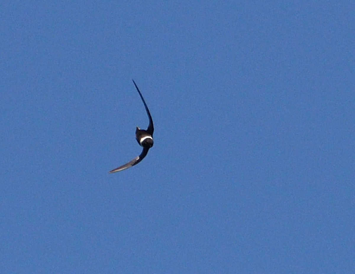 White-collared Swift - ML645137684