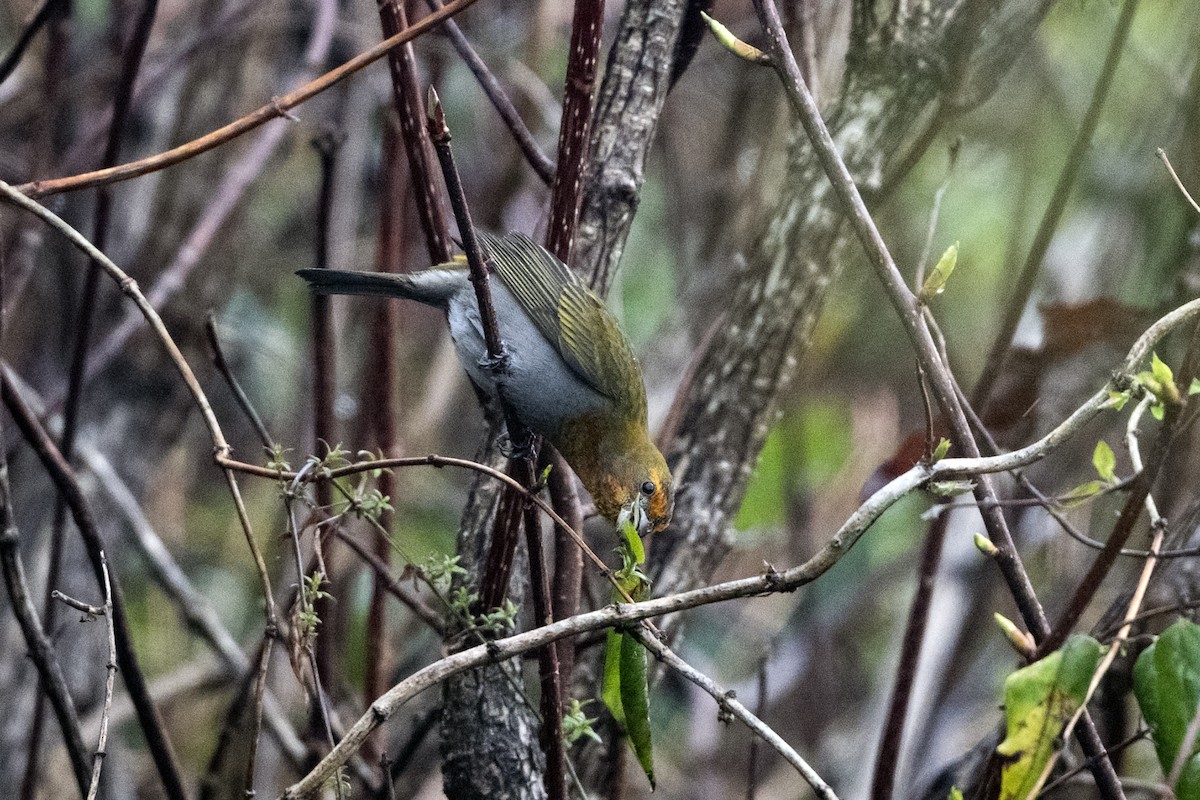 Rhododendrongimpel - ML645137724