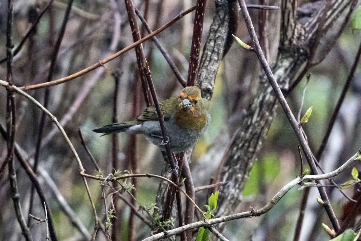 Rhododendrongimpel - ML645137725