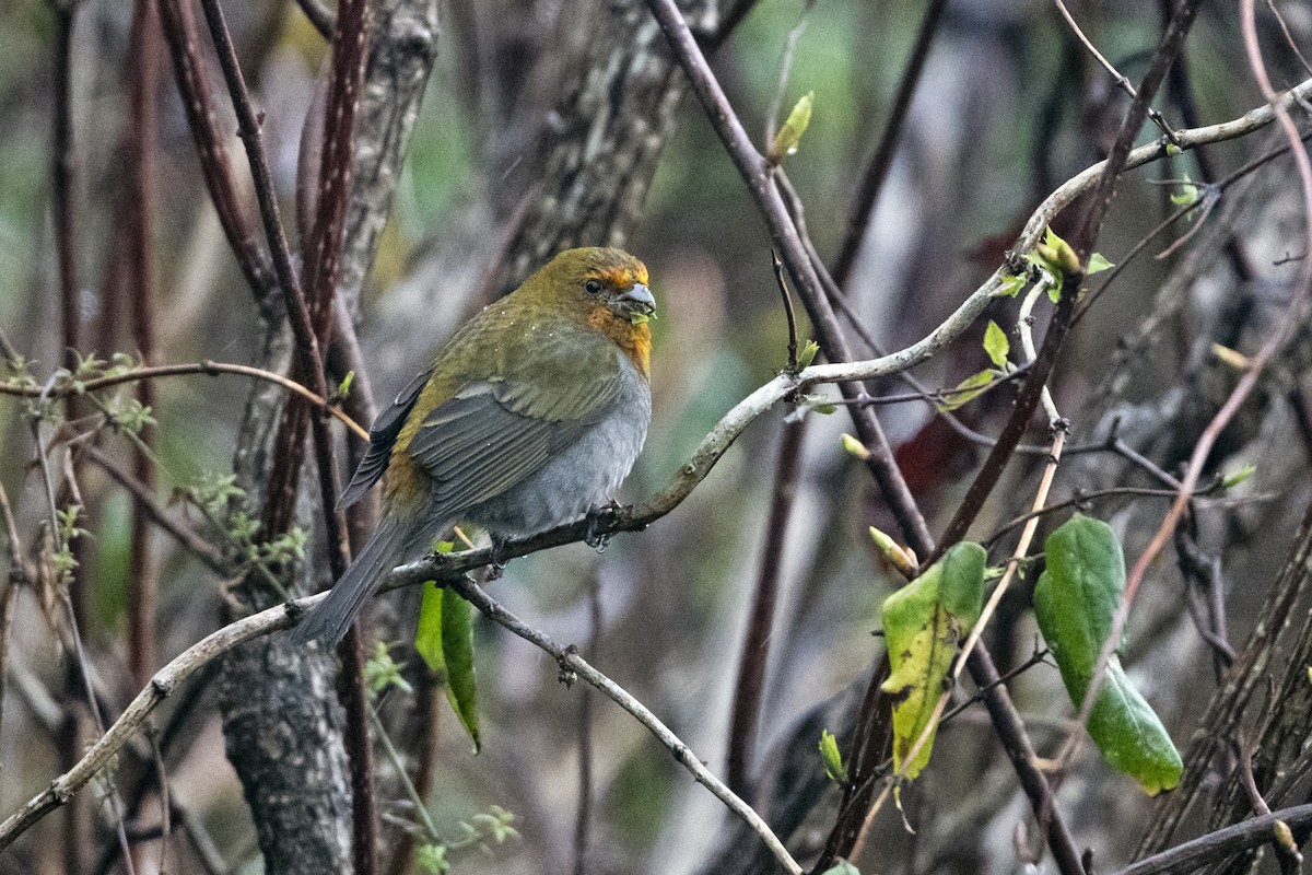 Rhododendrongimpel - ML645137747