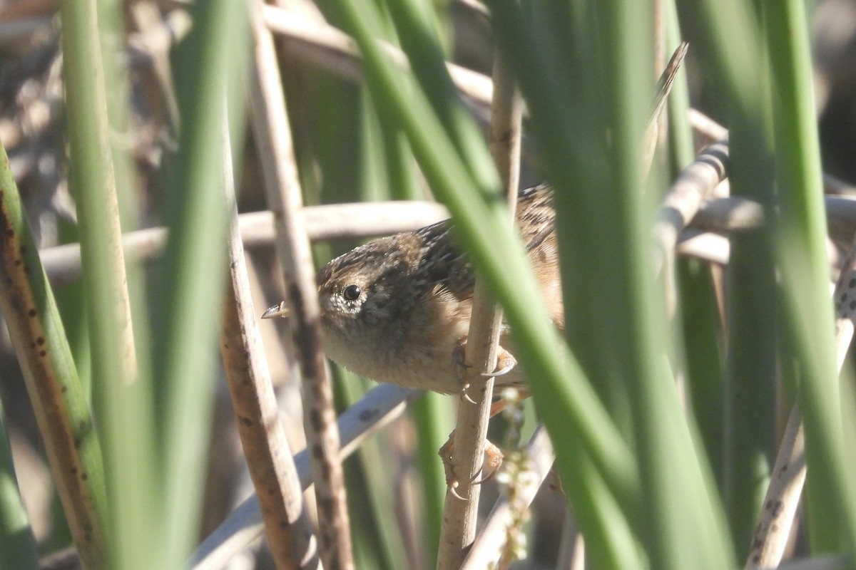 Cucarachero Culibarrado - ML645137760