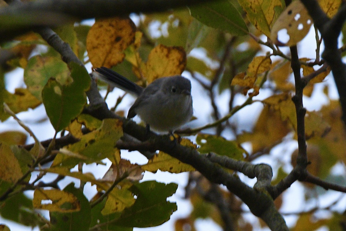 Голубая комароловка - ML645137761