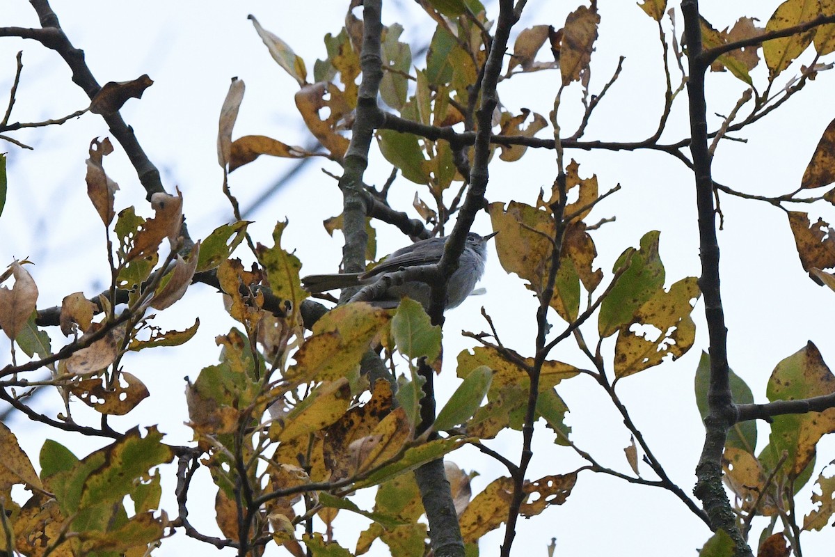 Голубая комароловка - ML645137769