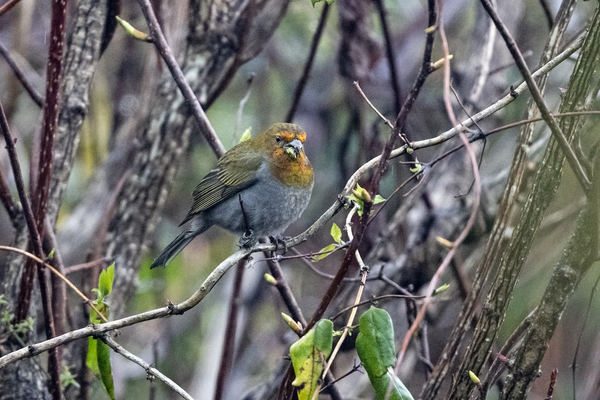 Rhododendrongimpel - ML645137771