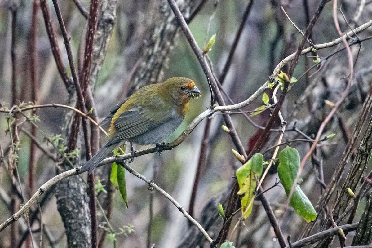 Rhododendrongimpel - ML645137773