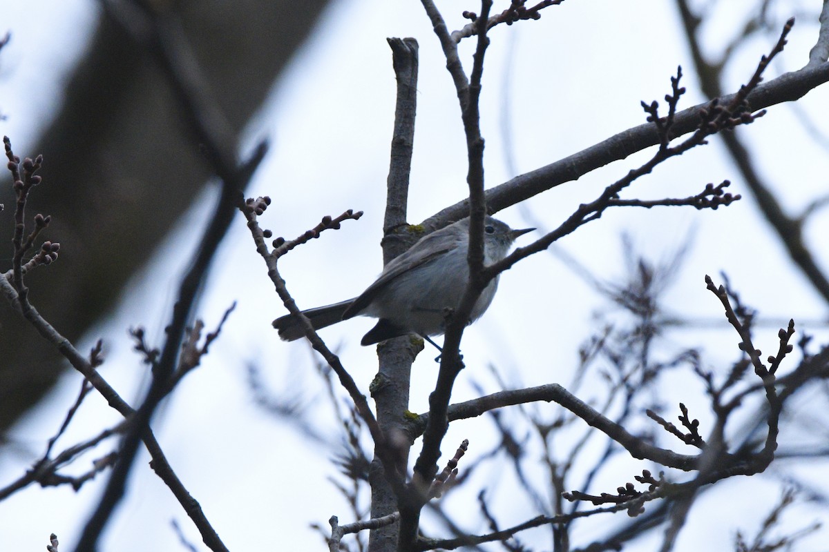 Голубая комароловка - ML645137778