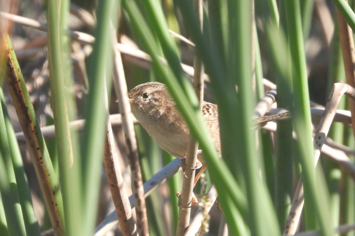 Cucarachero Culibarrado - ML645137781