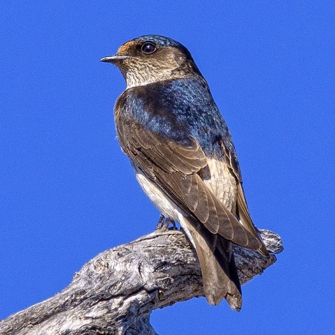 Tree Martin - ML645137814