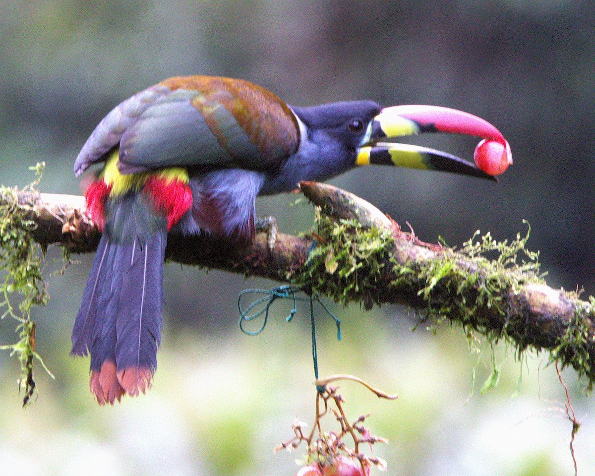 Tucán Pechigrís - ML645137836