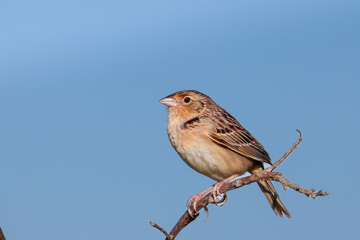 Grasshopper Sparrow - ML645137837