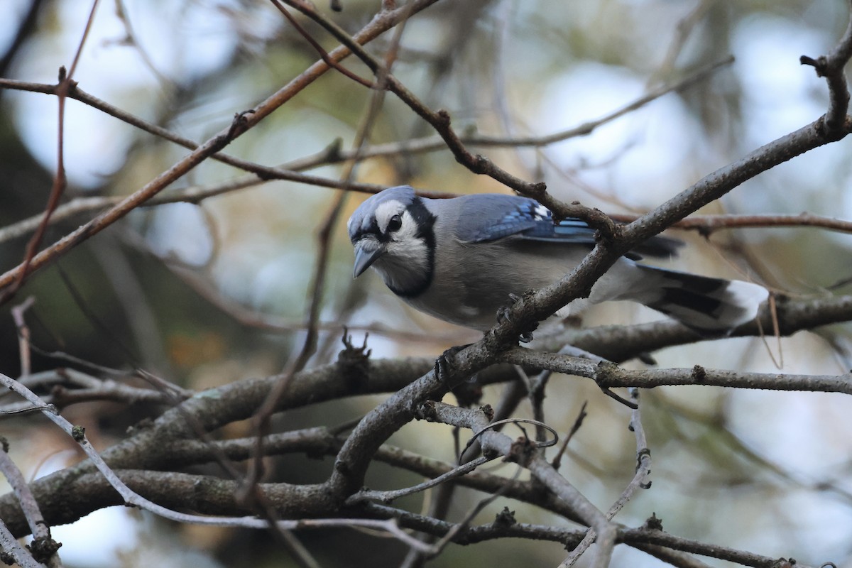 Blue Jay - ML645137875