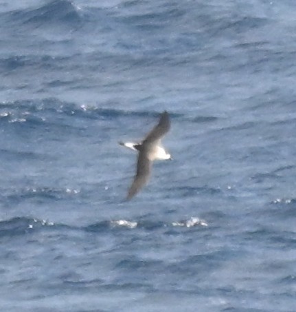 Kara Başlıklı Fırtınakuşu - ML645137888