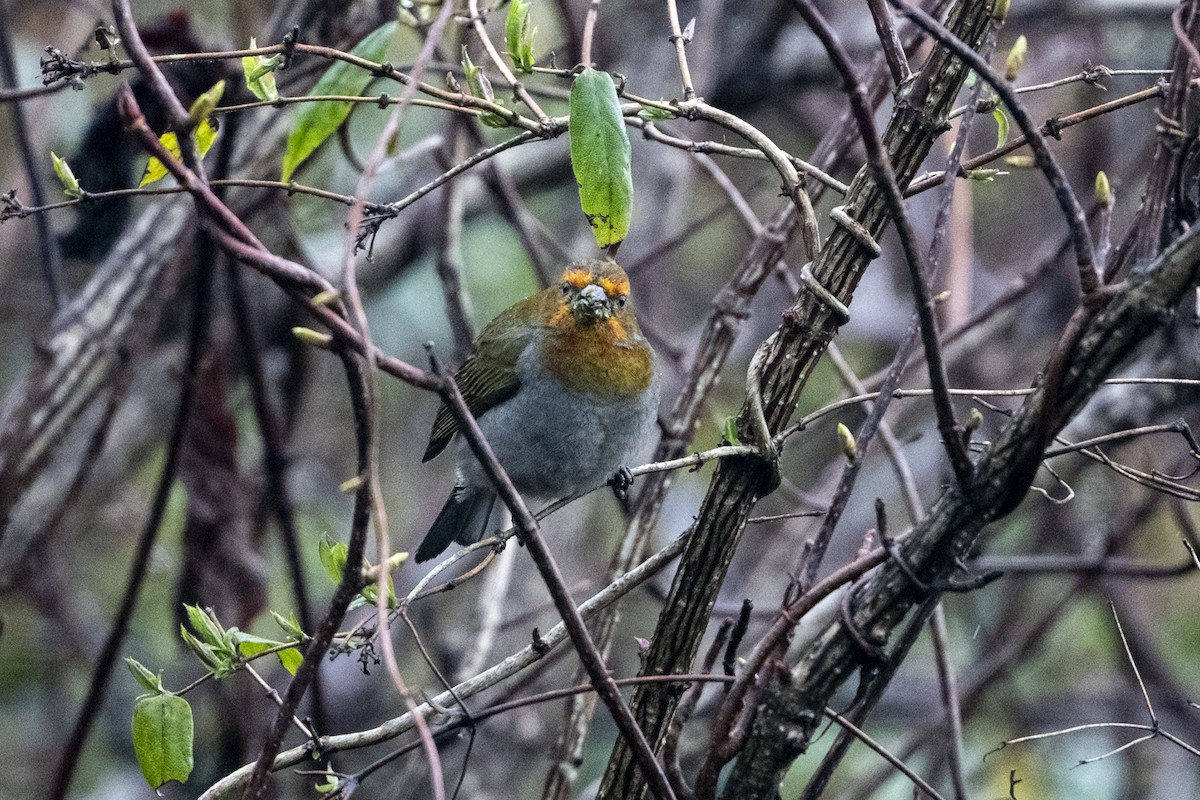 Rhododendrongimpel - ML645137902