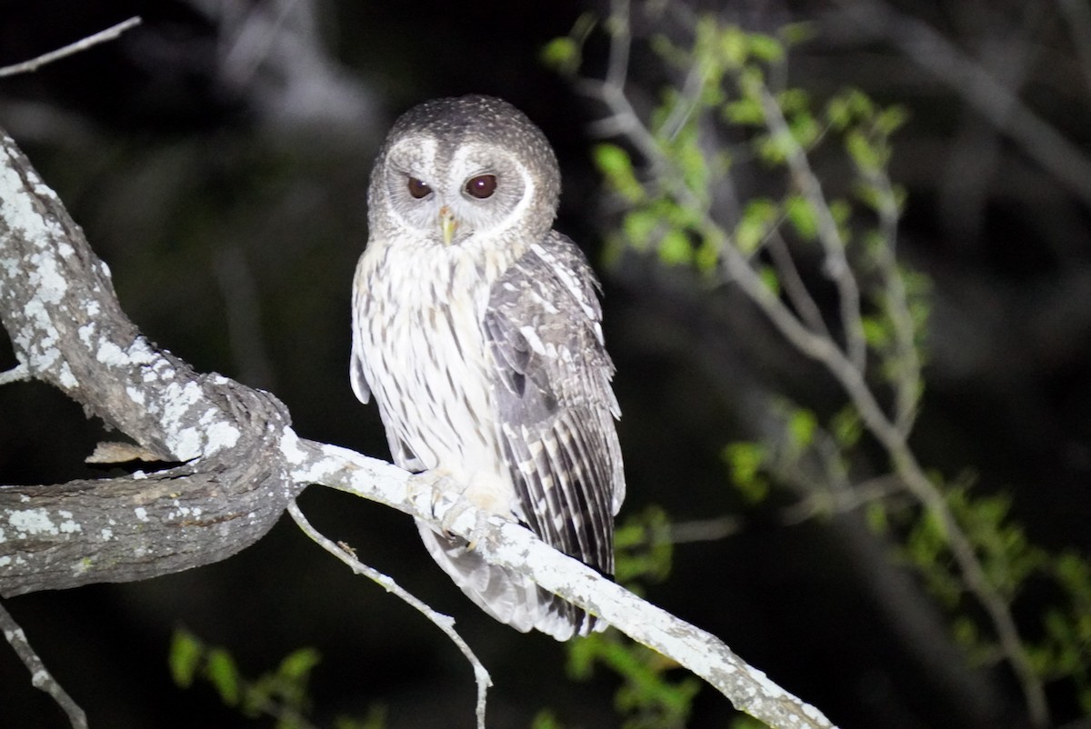 Mottled Owl - ML645137907