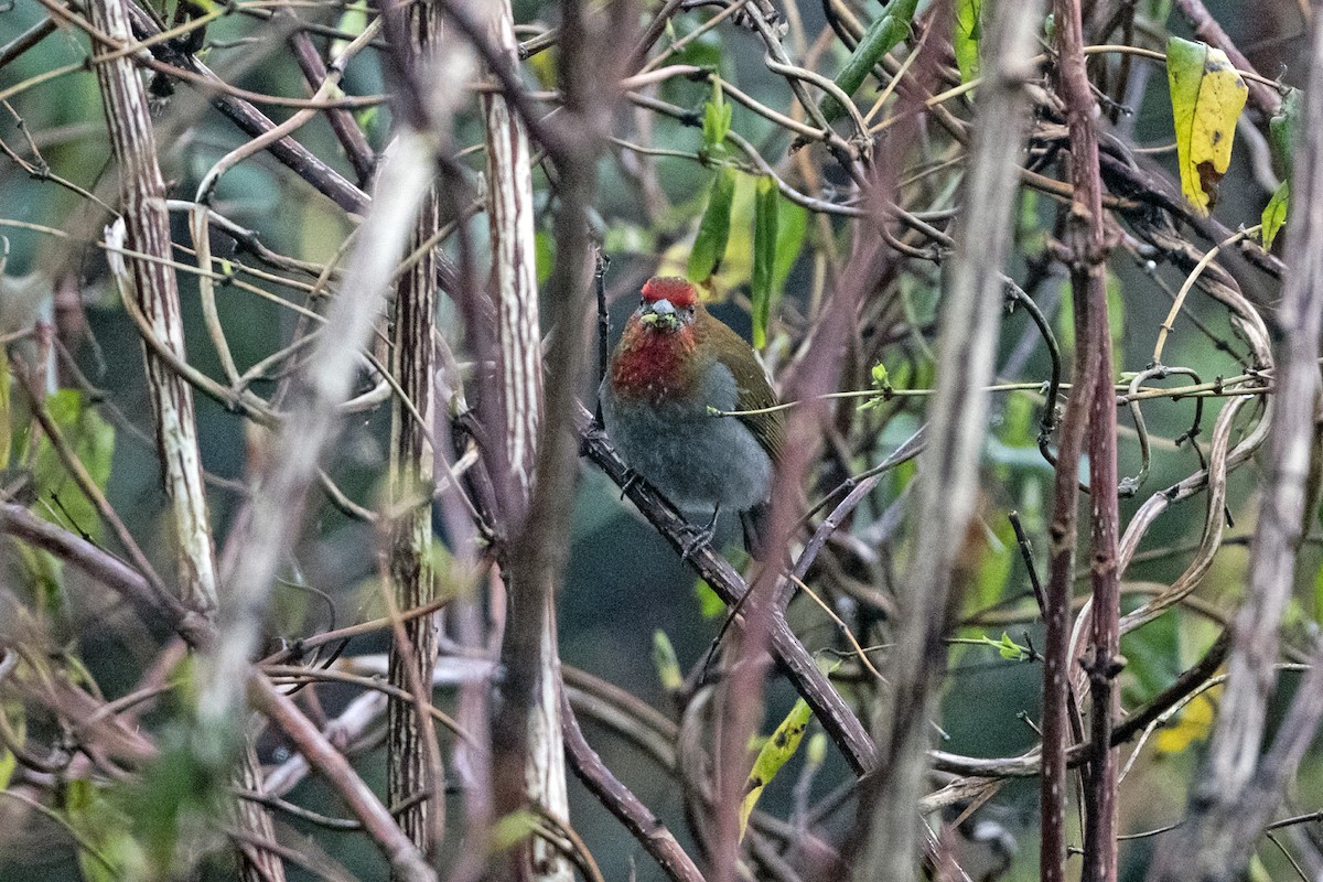 Rhododendrongimpel - ML645137914