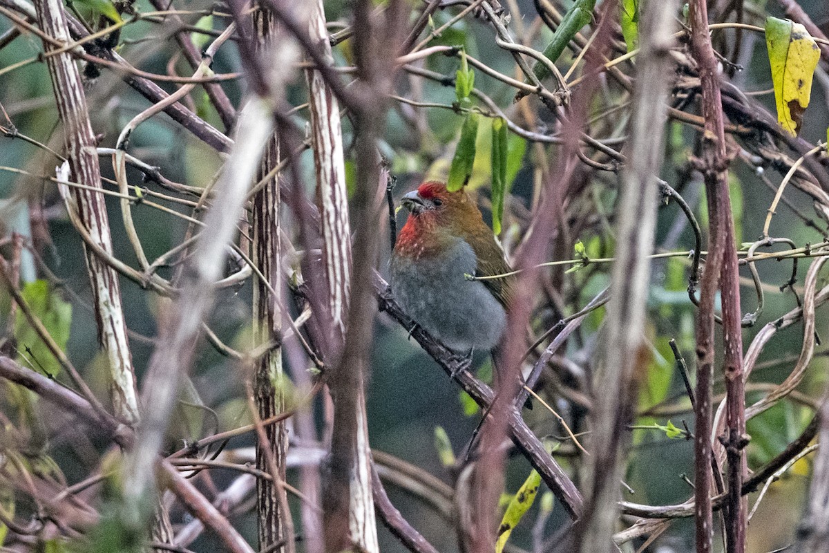 Rhododendrongimpel - ML645137920