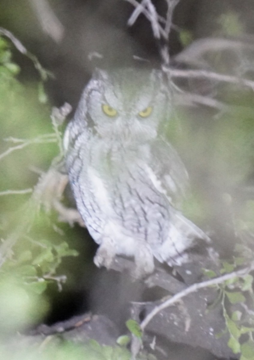 Eastern Screech-Owl (McCall's) - ML645137921