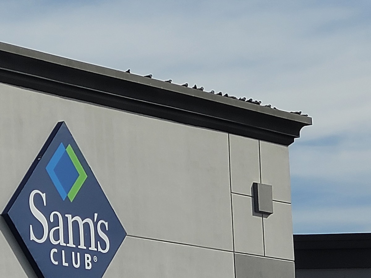 Kaya Güvercini (evcil tip) - ML645137923