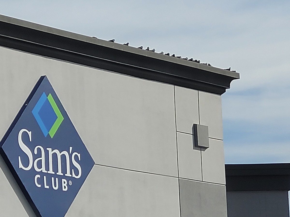 Kaya Güvercini (evcil tip) - ML645137925