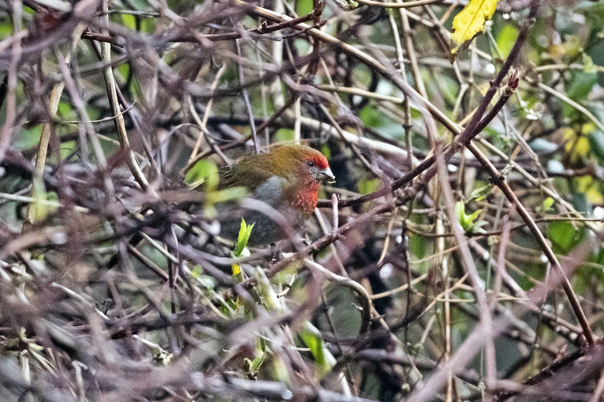 Rhododendrongimpel - ML645137927