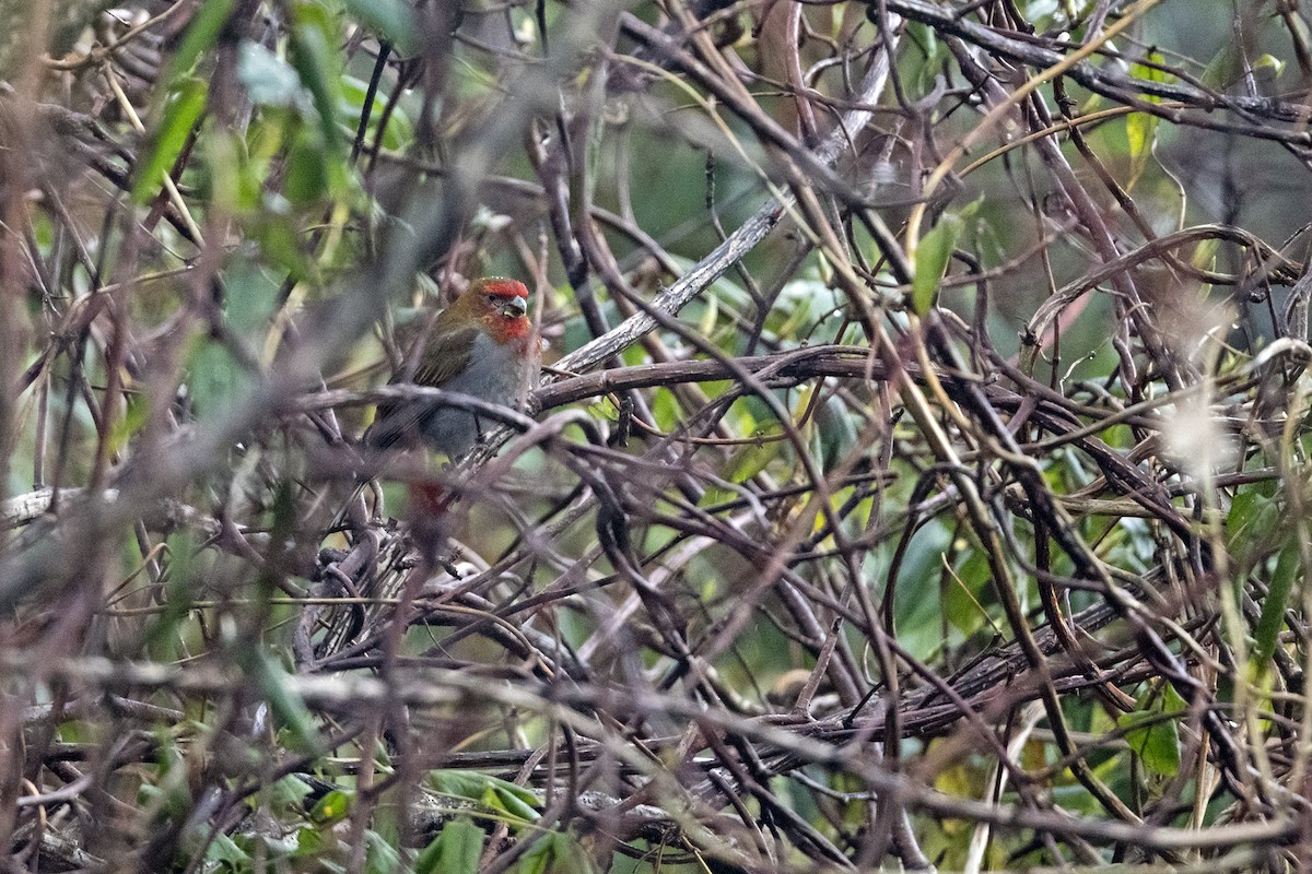 Rhododendrongimpel - ML645137928