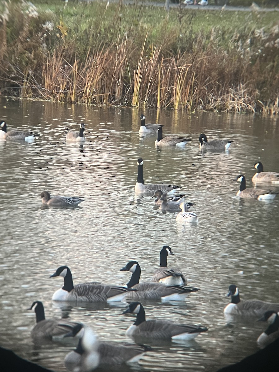 Snow Goose - ML645137932