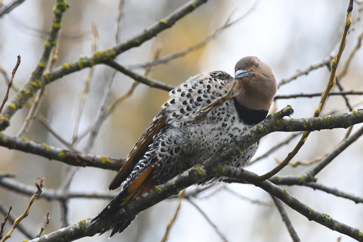 Northern Flicker - ML645137941