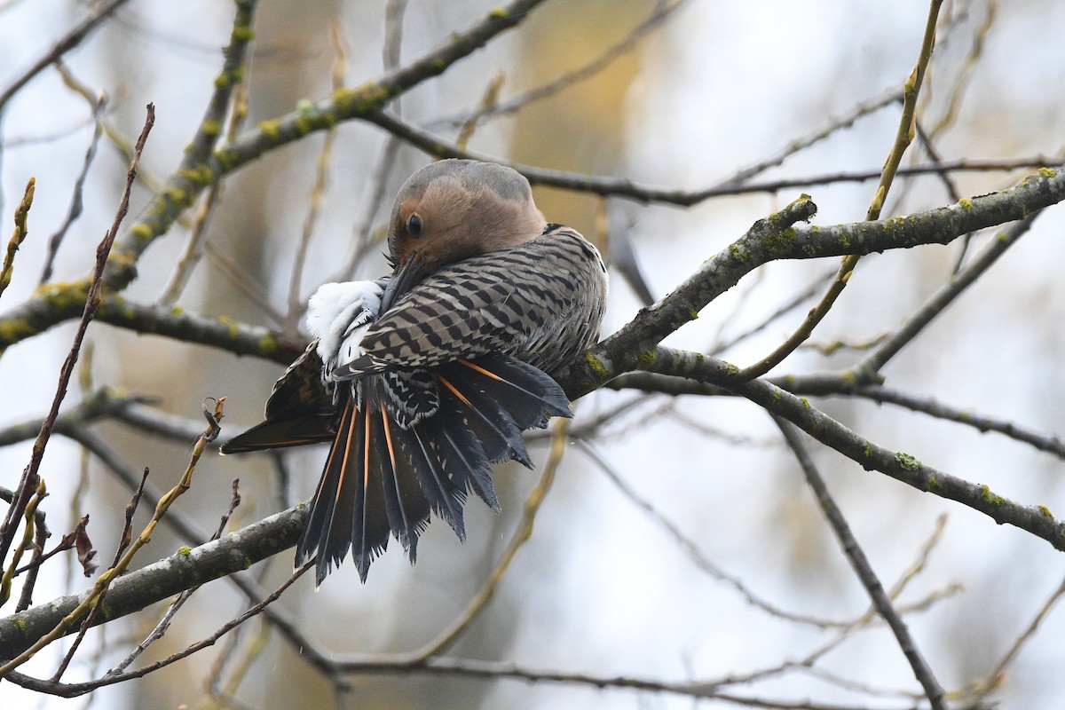 Northern Flicker - ML645137942
