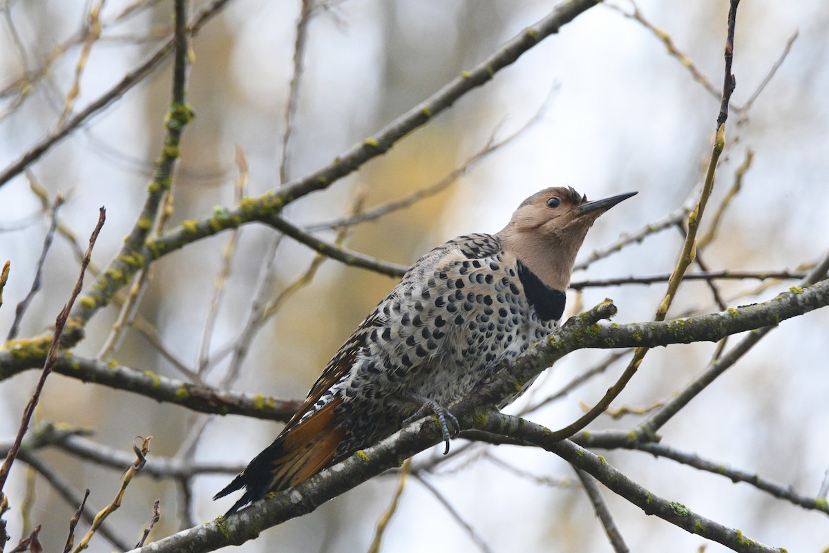 Northern Flicker - ML645137943