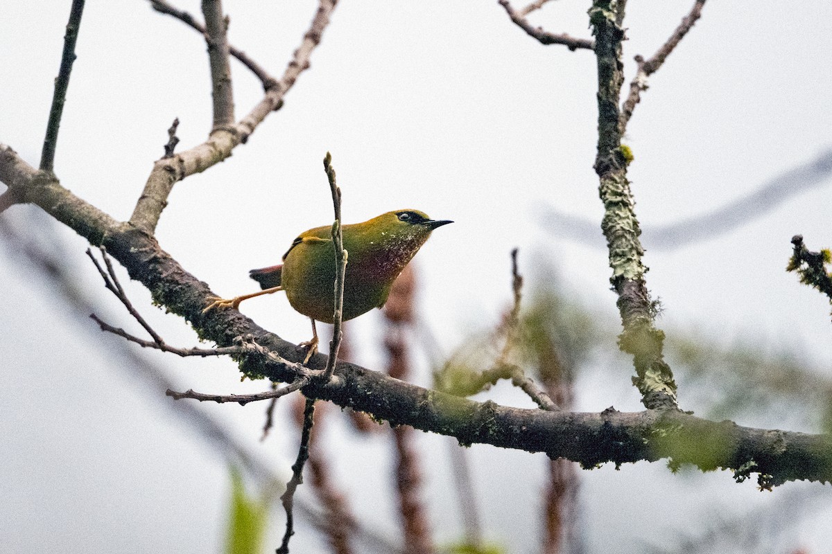 Fire-tailed Myzornis - ML645137969