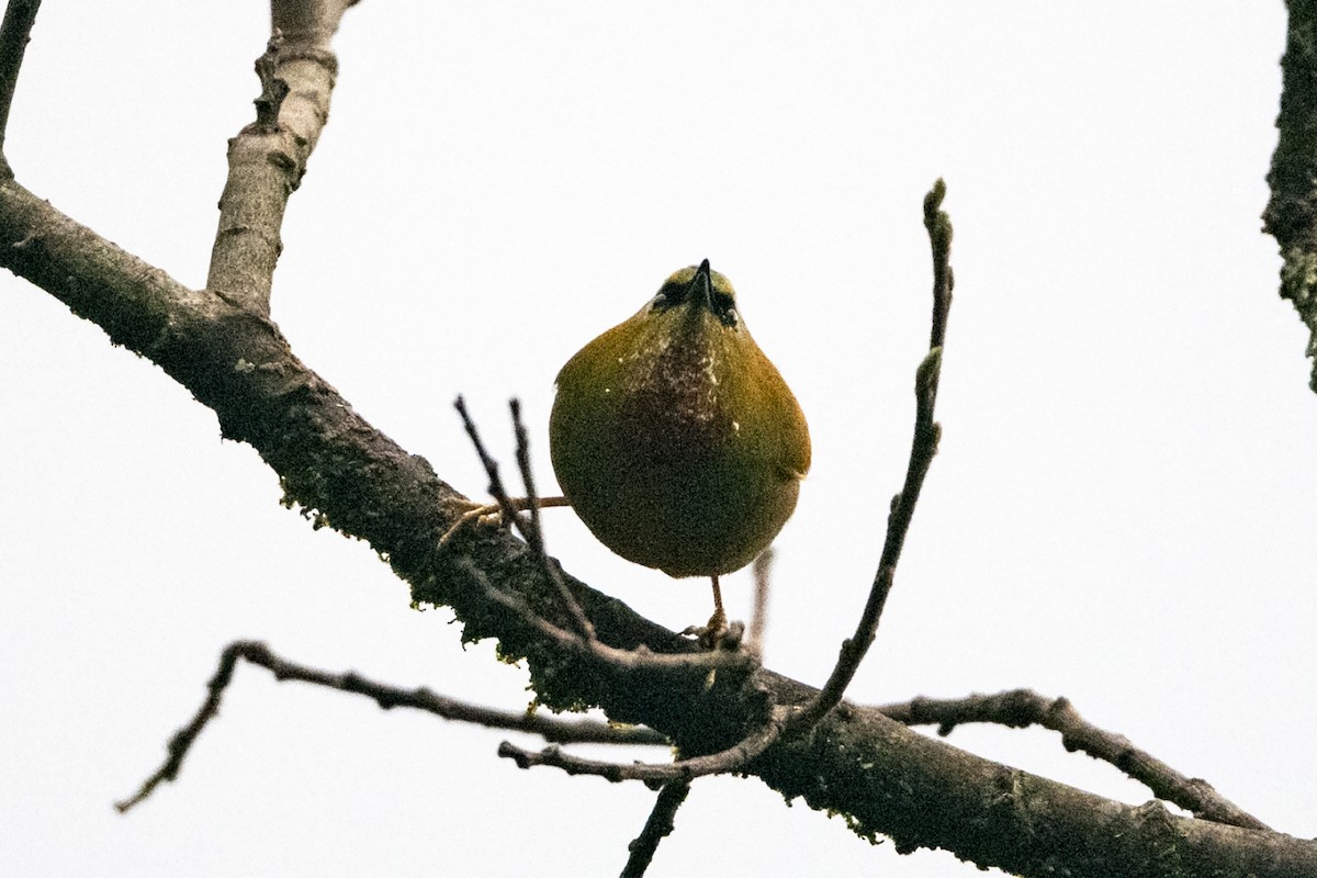 Fire-tailed Myzornis - ML645137978