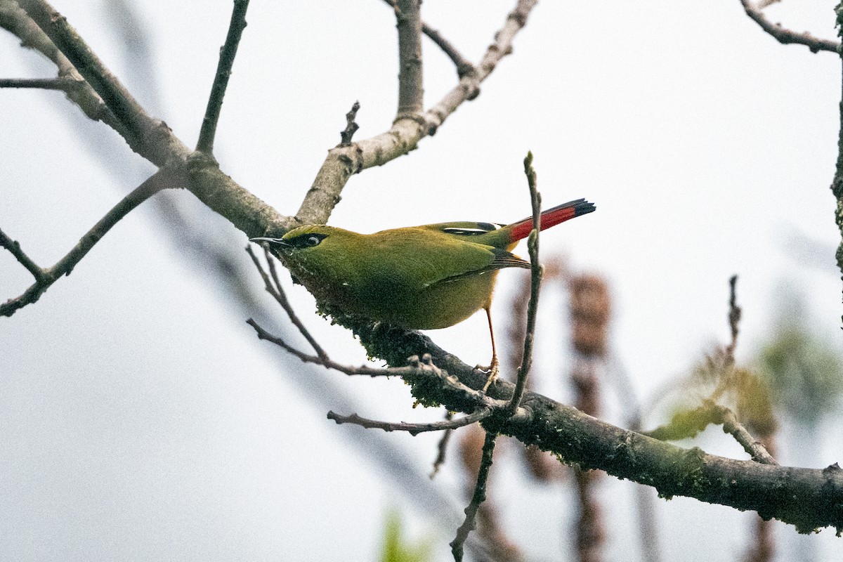 Fire-tailed Myzornis - ML645137981