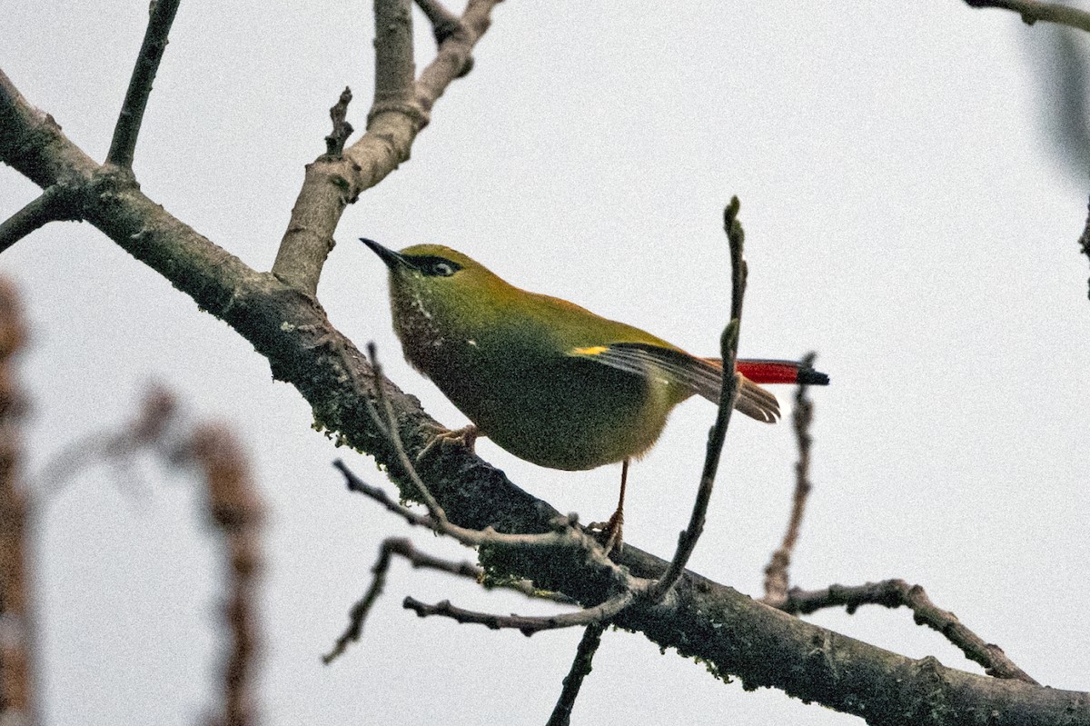 Fire-tailed Myzornis - ML645137982