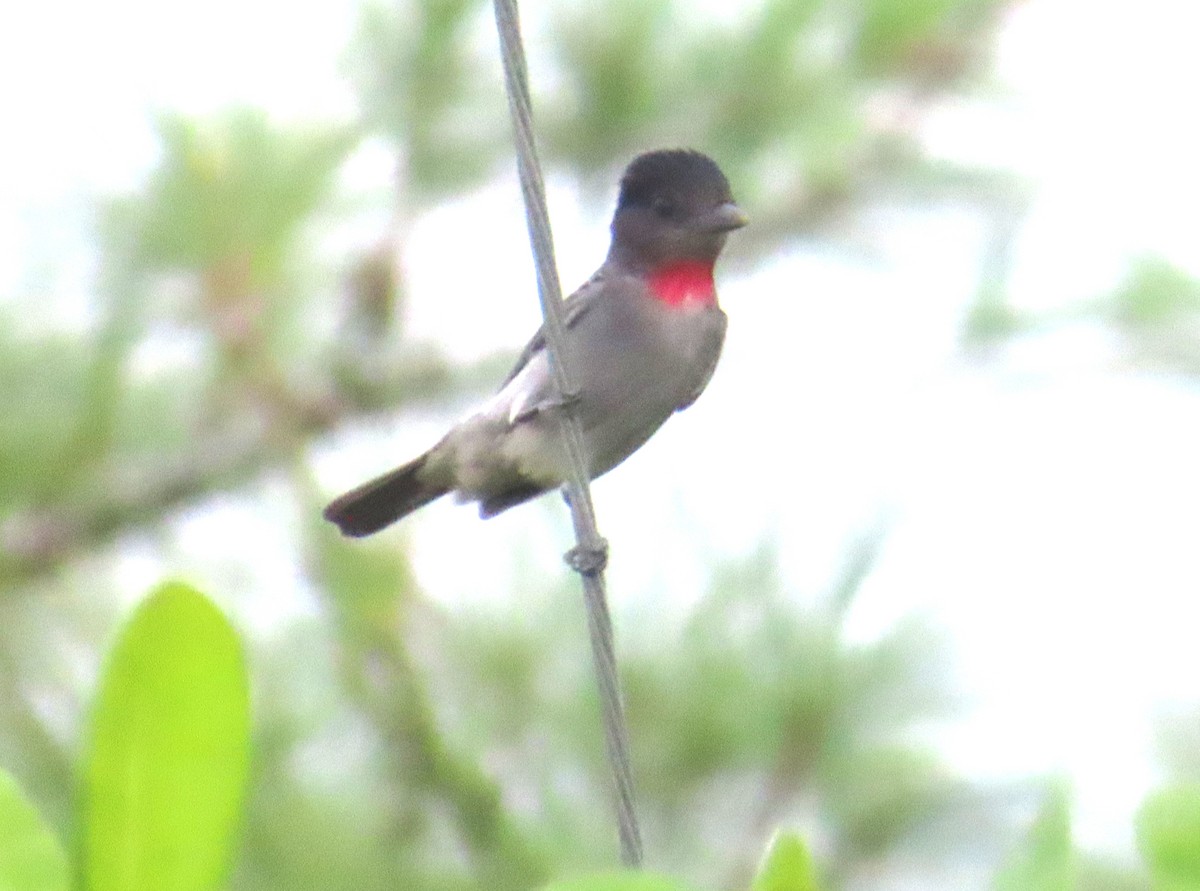 Rose-throated Becard - ML645137984