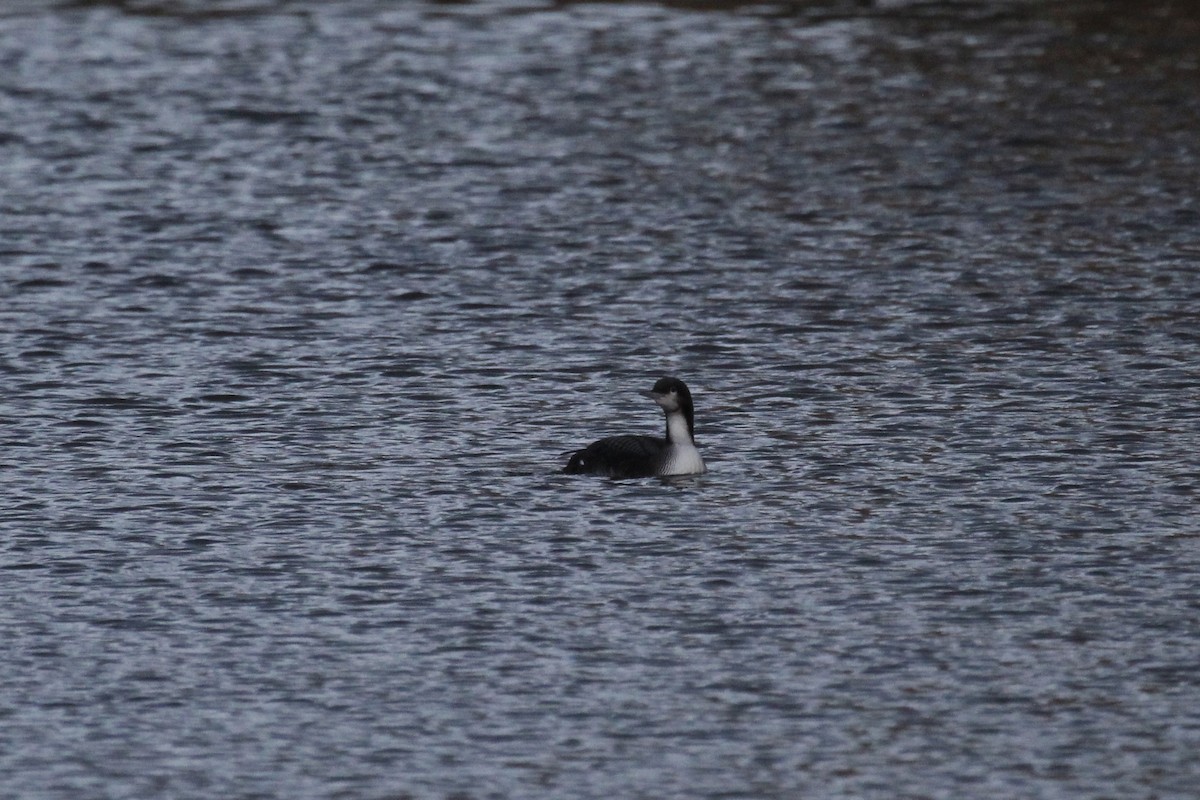 Pacific Loon - ML645137997