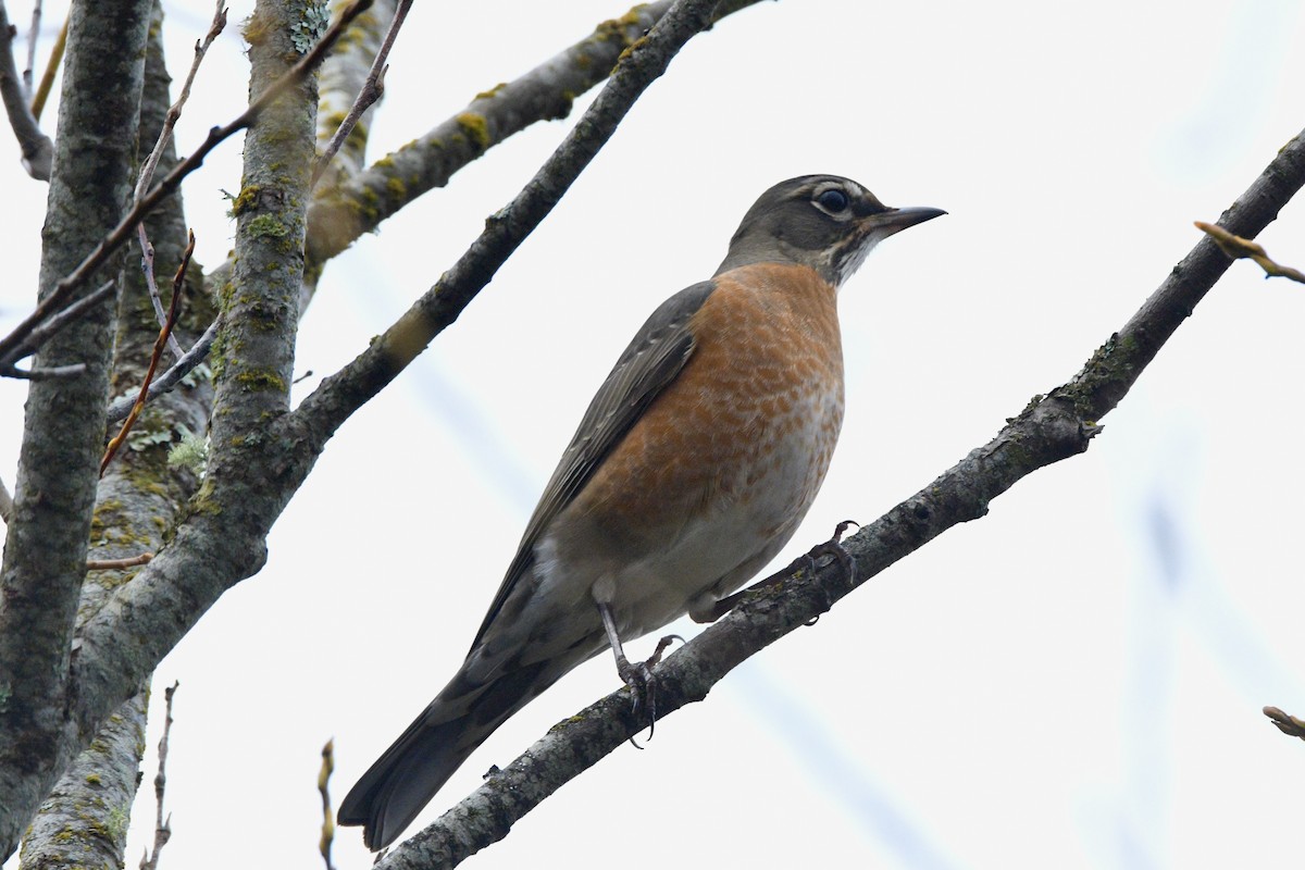 American Robin - ML645138003