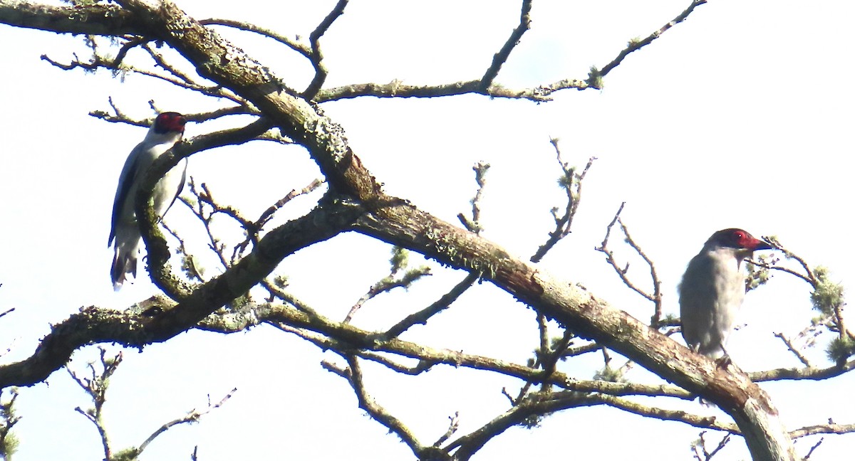 Masked Tityra - ML645138015