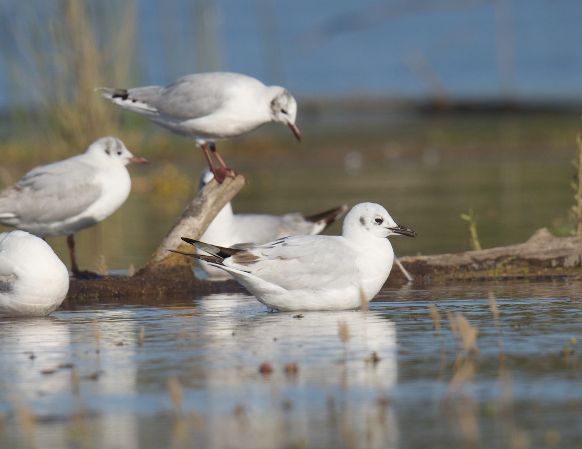 Andean Gull - ML645138018