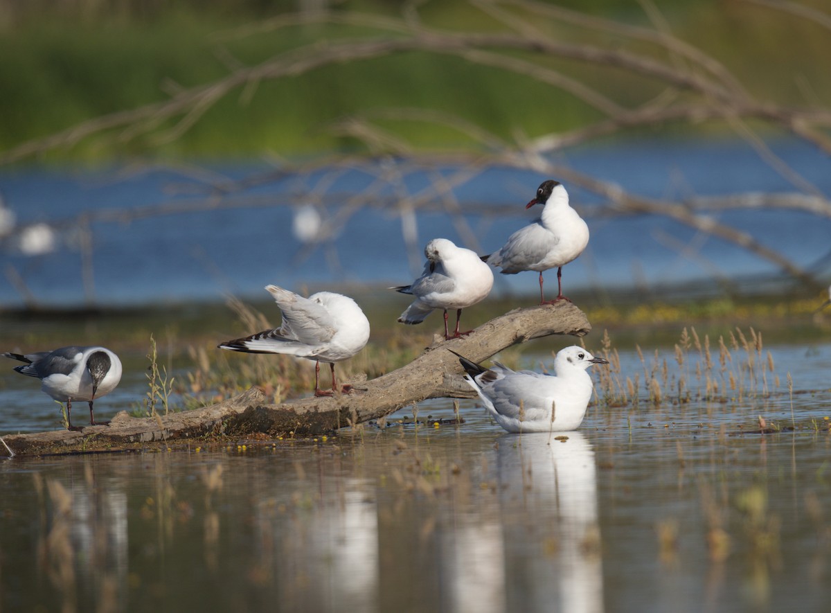 Andean Gull - ML645138019