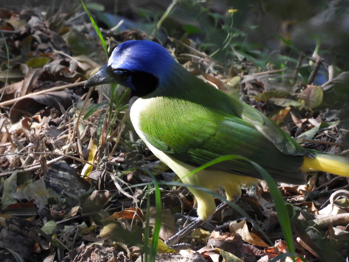 Yeşil Karga - ML645138038