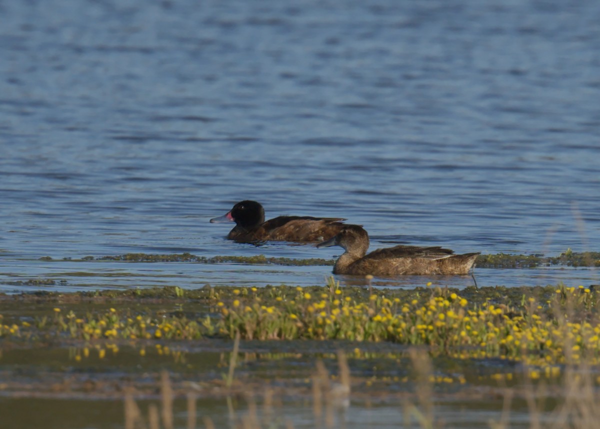 Черноголовая утка - ML645138039