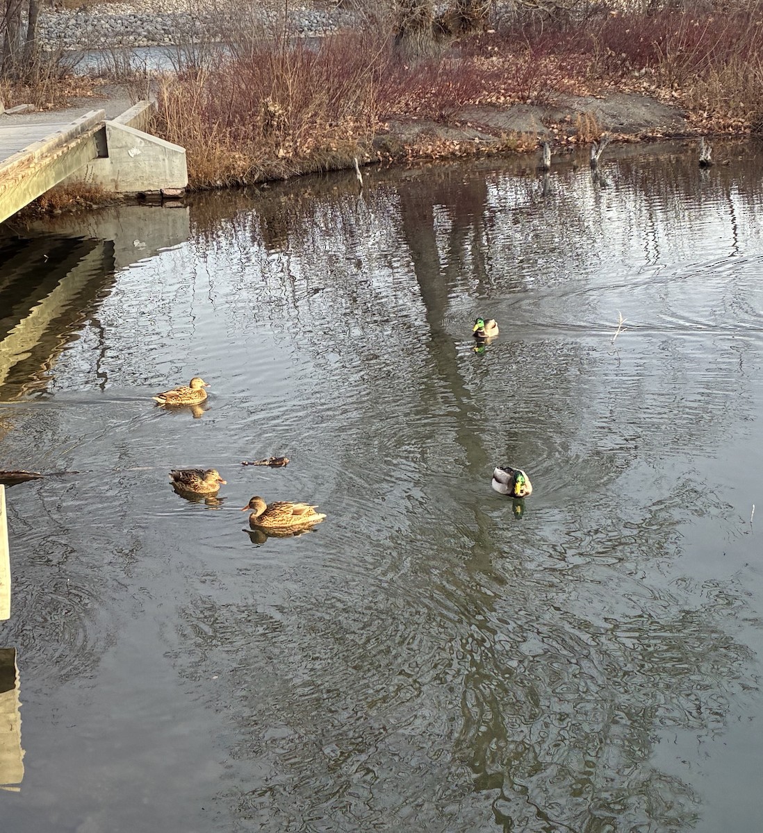 Mallard - ML645138044