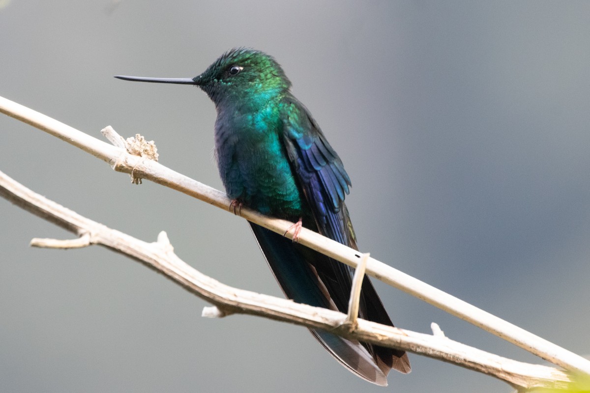 Great Sapphirewing - ML645138046