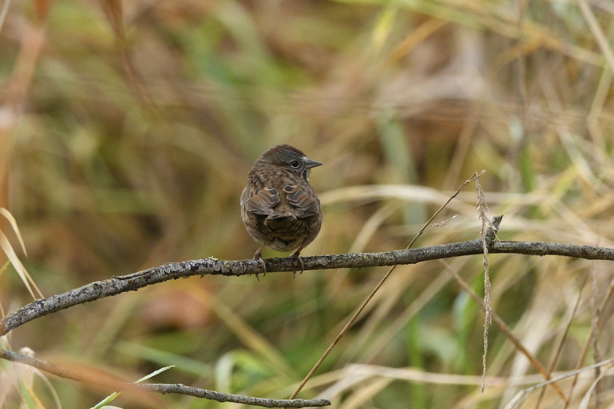 Song Sparrow - ML645138049