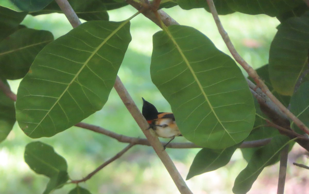 American Redstart - ML645138050