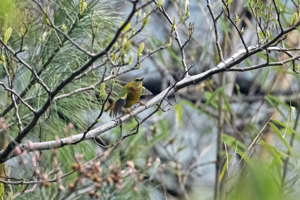 Fire-tailed Myzornis - ML645138055