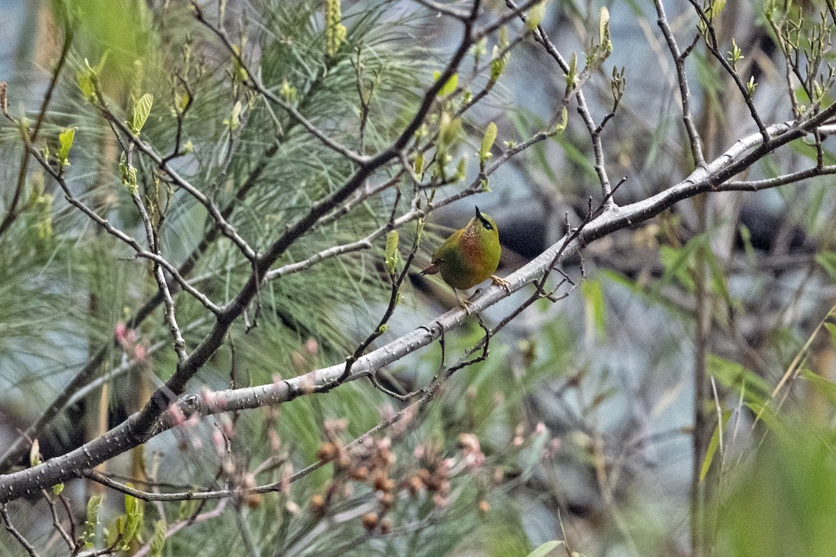 Fire-tailed Myzornis - ML645138056