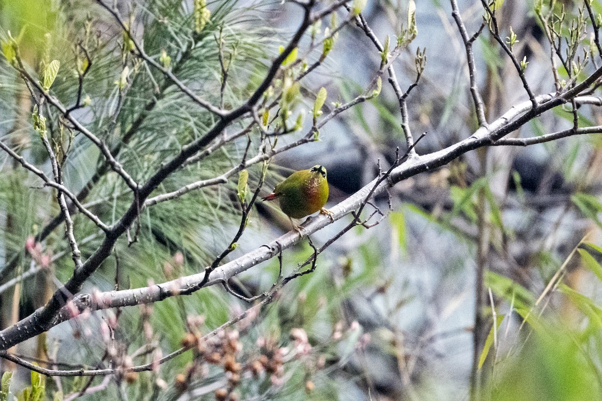 Fire-tailed Myzornis - ML645138057