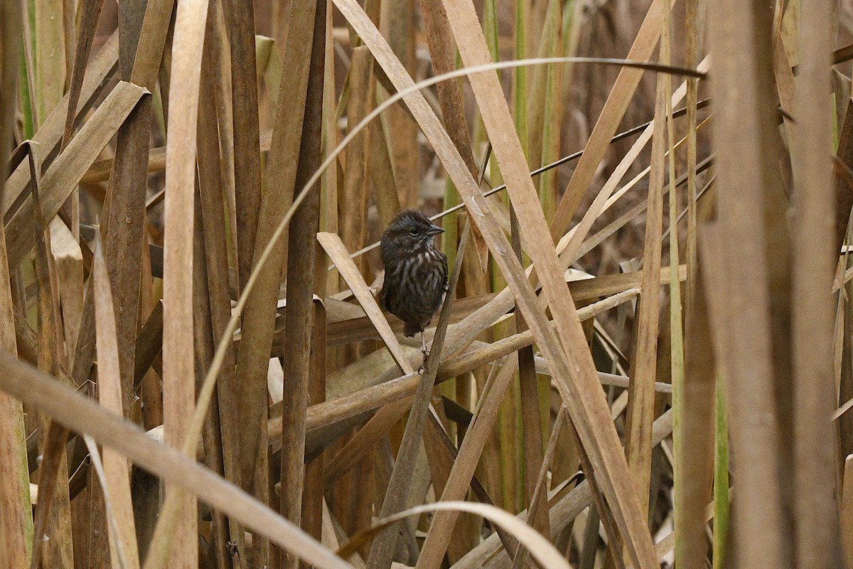 Song Sparrow - ML645138059
