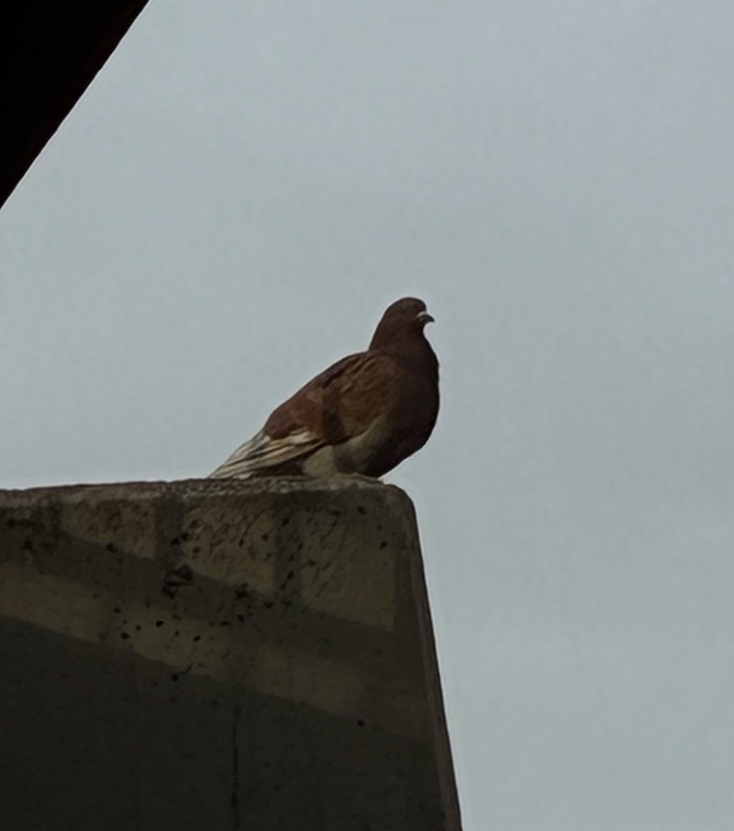 Kaya Güvercini (evcil tip) - ML645138072